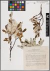 Foto von Salix krylovii E. L. Wolf